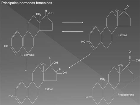 Hormonas Sexuales Masculinas Y Femeninas Ppt