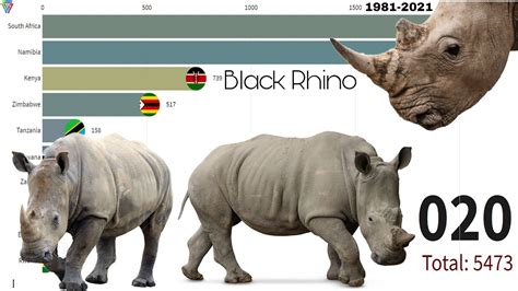 Highest Number Of Black Rhinos The Data Factory Bar Chart Race