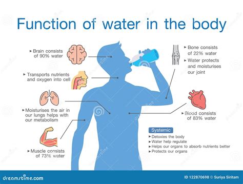 Fonction De L Eau Au Corps Humain Illustration De Vecteur