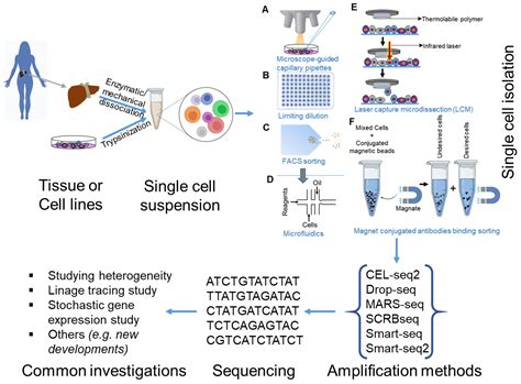 Cells Free Full Text Biological And Medical Importance Of Cellular