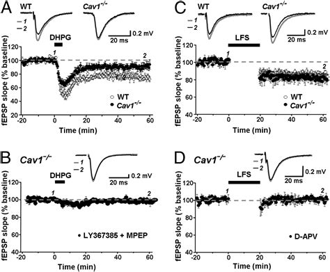 Caveolin 1 Knockout Mice Exhibit Impaired Induction Of Mglur Dependent