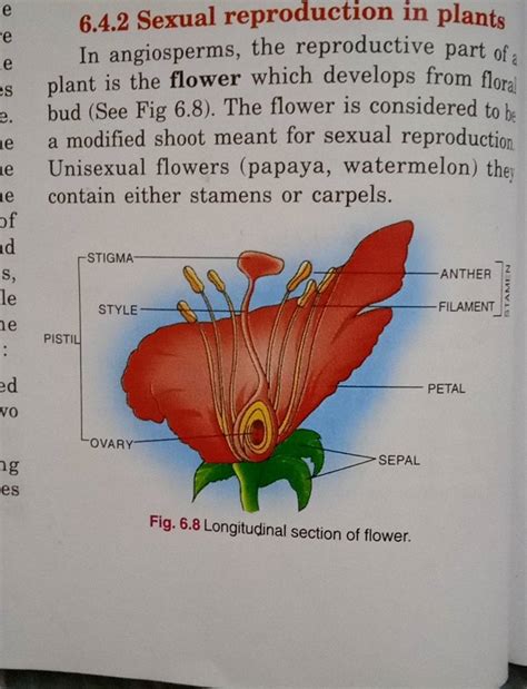 642 Sexual Reproduction In Plants In Angiosperms The Reproductive Part