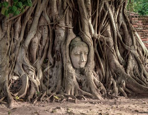 Fotos Gratis Rbol Bosque Planta Madera El Maletero Viajar