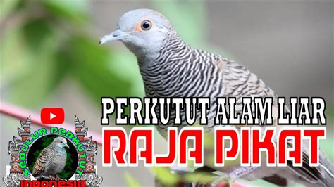 Raja Pikat Perkutut Lokal Alam I Ombyokan I Rumahan I Lomba Perkutut