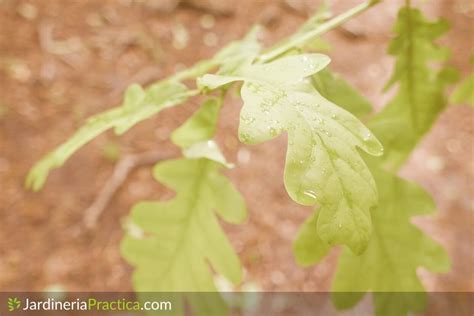 Hoja De Roble Jardinería Practica