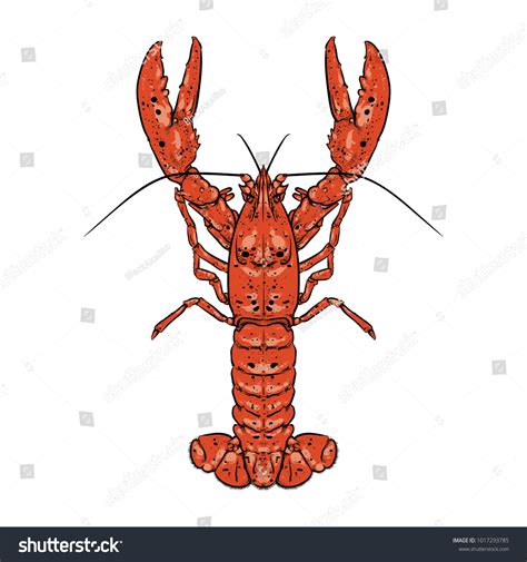 seafood drawing 3