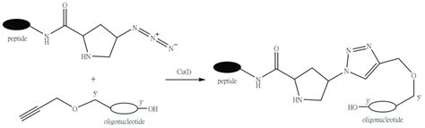 An Example Of Peptide Oligonucleotide Conjugation Via The Download