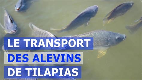 LE TRANSPORT DES ALEVINS DE TILAPIAS YouTube