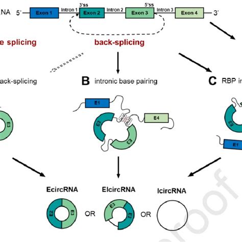 The Biogenesis Of CircRNA CircRNA Are Generated By A Non Canonical