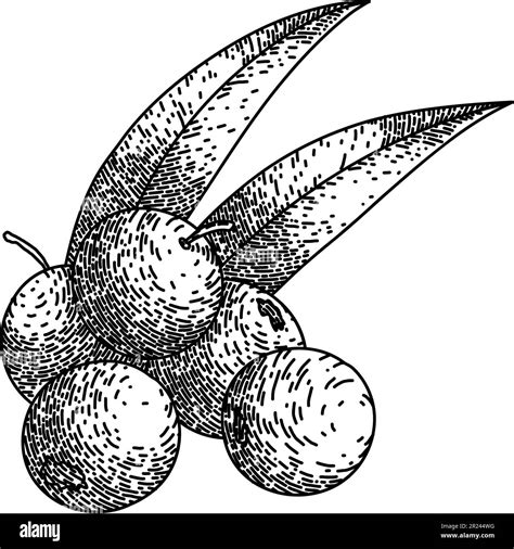 Acai Fruit Food Sketch Hand Drawn Vector Stock Vector Image Art Alamy