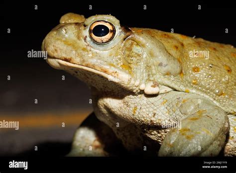 Sonoran Desert Toad Pima County Arizona Usa Stock Photo Alamy