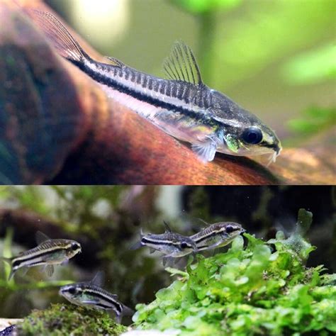 Catfish - Pygmy Cory (Corydoras Pygmaeus) 1cm - Aquarium Central