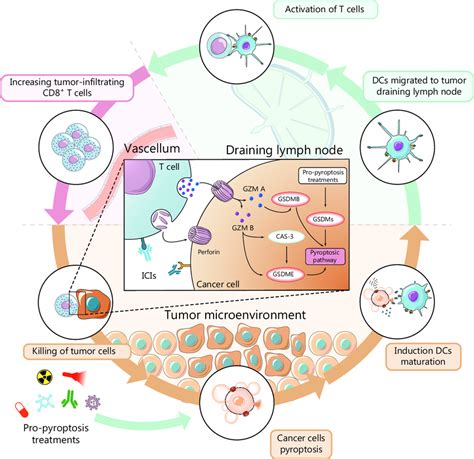 Pyroptosis Inducing Therapies Enhance The Efficacy Of Icb Therapy