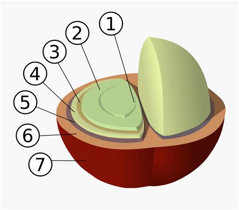 2000px-coffee Bean Structure - Coffee Bean Structure , Free Transparent ...