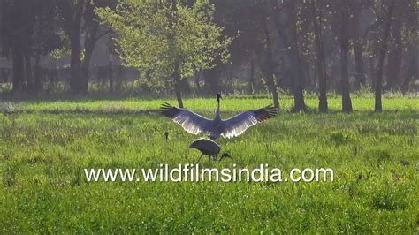 Mating For Life Sarus Crane Pair Spotted At Hastinapur Wildlife Sanctuary Tallest Flying