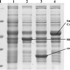 Sds Page Analysis For The C Tyrobutyricum Atcc Wild Type And