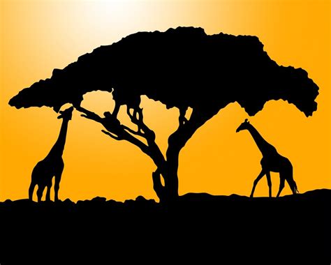 Download Giraffe, Giraffes, Animal. Royalty-Free Stock Illustration Image - Pixabay