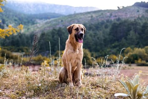 Kangal Tutto Quello Che C Da Sapere Sul Cane Da Pastore Turco Blog