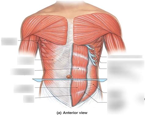 Anterior Oblique And Rectus Muscles Ch 10 Diagram Quizlet