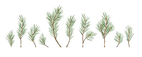 Fir and pine trees branches icons set Royalty Free Vector