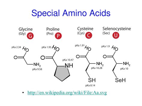 Ppt Chapter 3 Amino Acids Peptides Proteins Powerpoint Presentation Id5857739