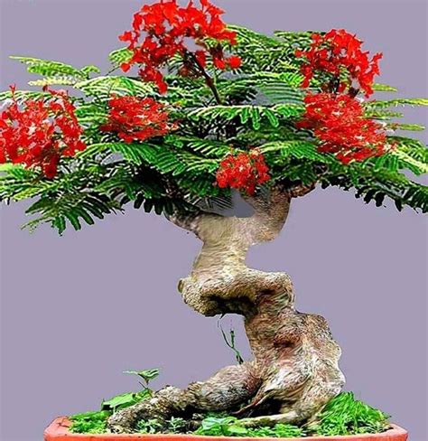 Royal Poinciana Bonsai: The stunning tree that makes a perfect bonsai ...