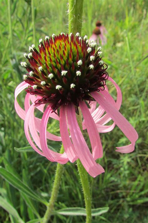 Pale Purple Coneflower | Illinois Pollinators