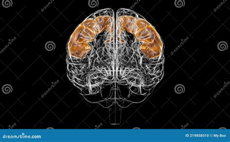 医学概念3d脑前回回解剖学 库存例证 插画 包括有 大脑 骨髓 轨道 第三 例证 后部 后头部 219858510