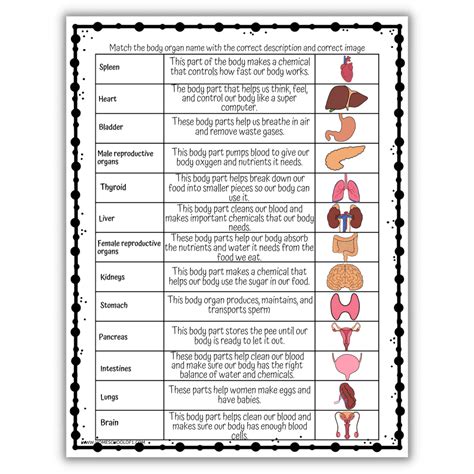 Human Body Worksheet Bundle Learn About Organs Cells And Body Systems