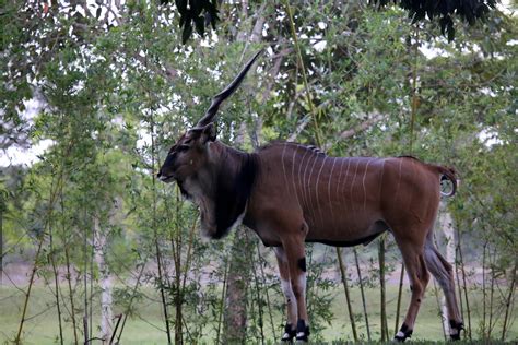 Giant Eland Taurotragus Derbianus The Giant Eland Is A Flickr