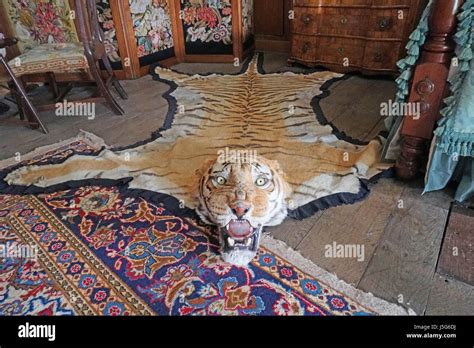 Tiger skin rug Stock Photo - Alamy