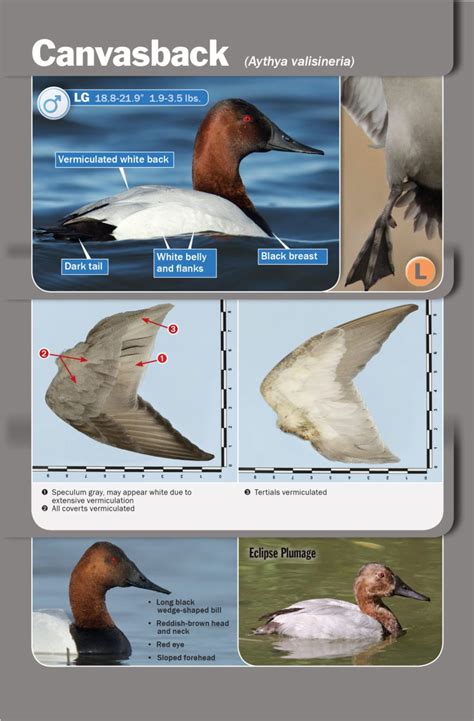 Waterfowl Identification Guide - Delta Waterfowl