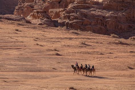 Caravana De Camellos Con Hombre Beduino En El Desierto De Wadi Rum