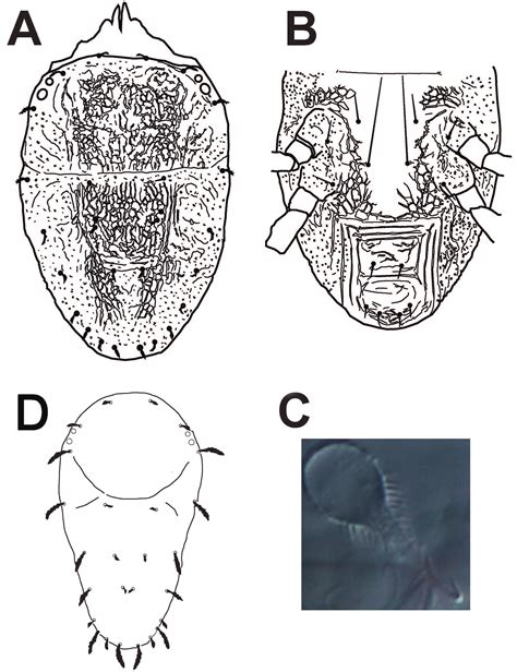 The Tenuipalpidae Acari Trombidiformes Of Israel Ueckermann