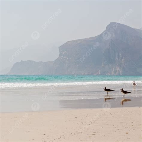 The Mountain And Sea Seagull Full Photo Background And Picture For Free