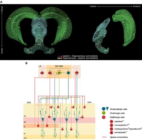 Frontiers Cholinergic Modulation Of Hippocampal Network Function