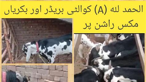 Tmr for goats بہترین بریڈر بکرے مکس راشن کھاتے ہوۓ bakriyan pakistan ki