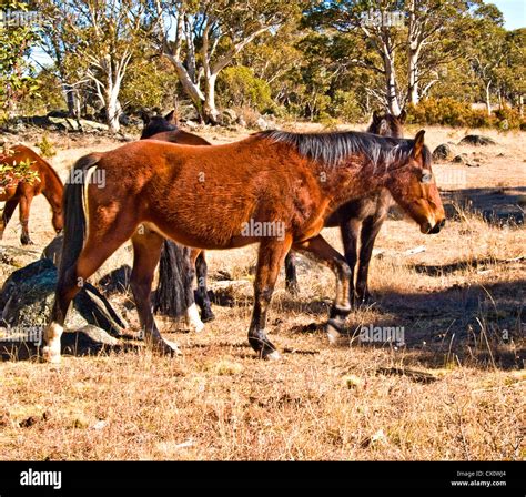 Brumbies australia hi-res stock photography and images - Alamy