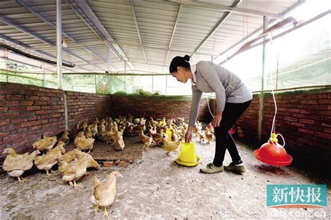 中山南朗镇帮扶封开大旺村：乡村振兴让大旺村更旺新快网