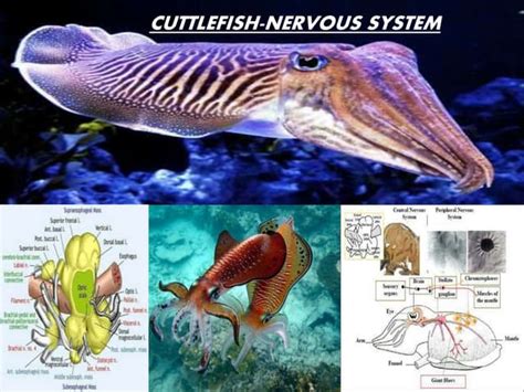 nervous system of mollusk cephalopod (cuttlefish) | PPT