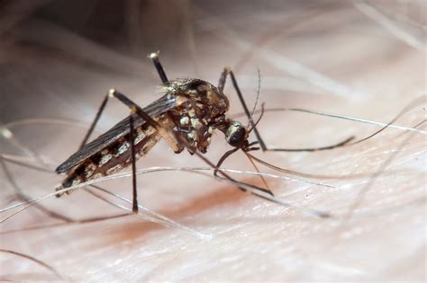 Aedes Aegypti Doenças Transmitidas - Deputado apoia iniciativa contra doenças transmitidas pelo Aedes aegypti