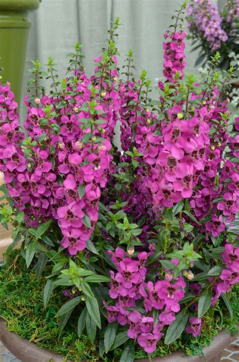 Angelonia Angustifolia Angelmist Dark Rose Summer Snapdragon