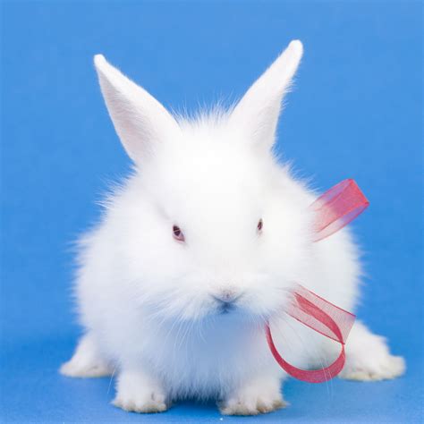 Cute White Baby Rabbits