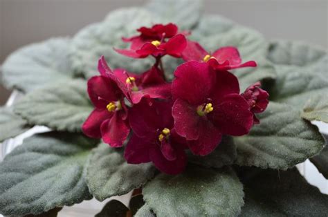 15 Beautiful Houseplants With Red Flowers Smart Garden Guide