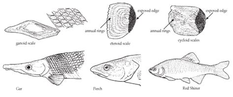 Types Of Fish Scales And Examples