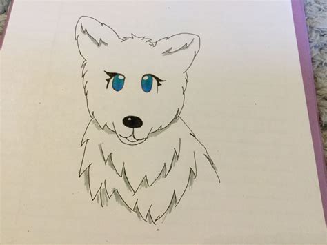 Arctic Wolf Drawing - Draw easy