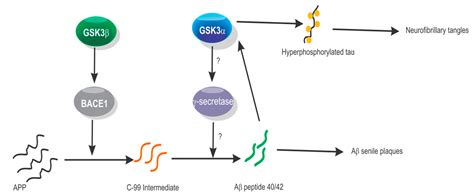 Biomolecules Free Full Text Gsk3α An Important Paralog In