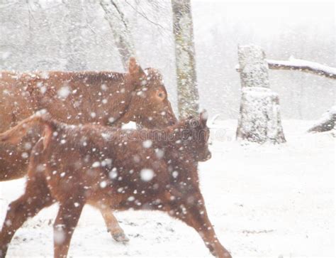 Course De Vache Et De Veau Et Frolicking Dans La Neige Jeu D Hiver