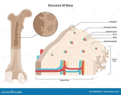 Sezione Trasversale Ossea Struttura Anatomica Dettagliata Del Tessuto