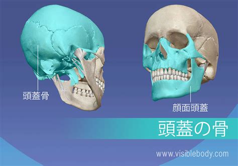 骨格の解剖について知る 軸骨格